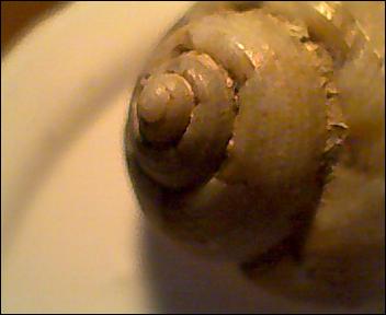 Gibbula da determinare